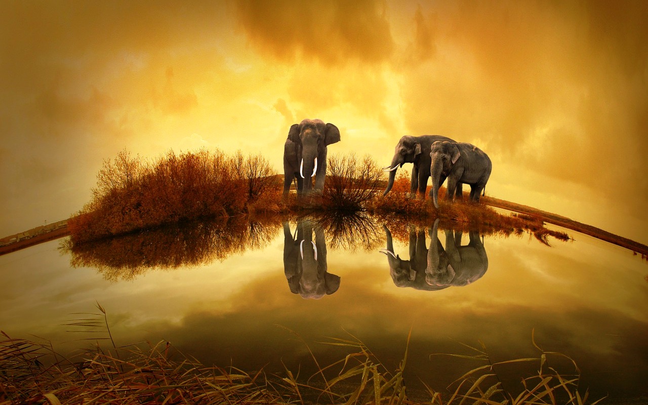 elephants